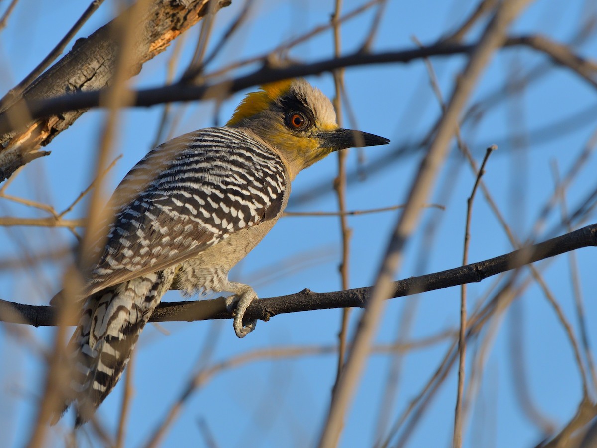 Golden-cheeked Woodpecker - Isain Contreras