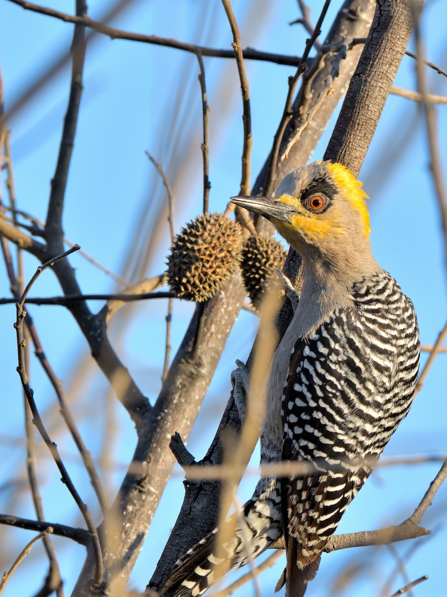 Golden-cheeked Woodpecker - ML616180420