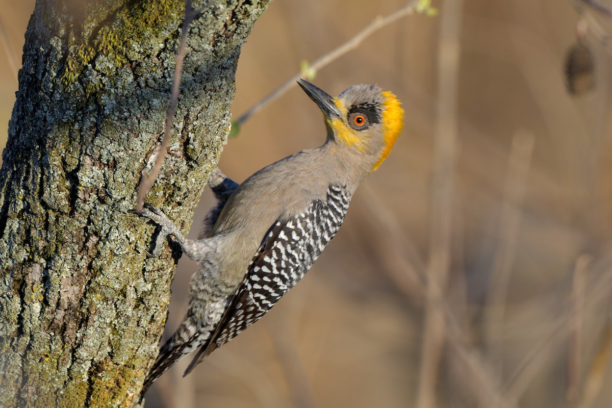 Golden-cheeked Woodpecker - ML616180421