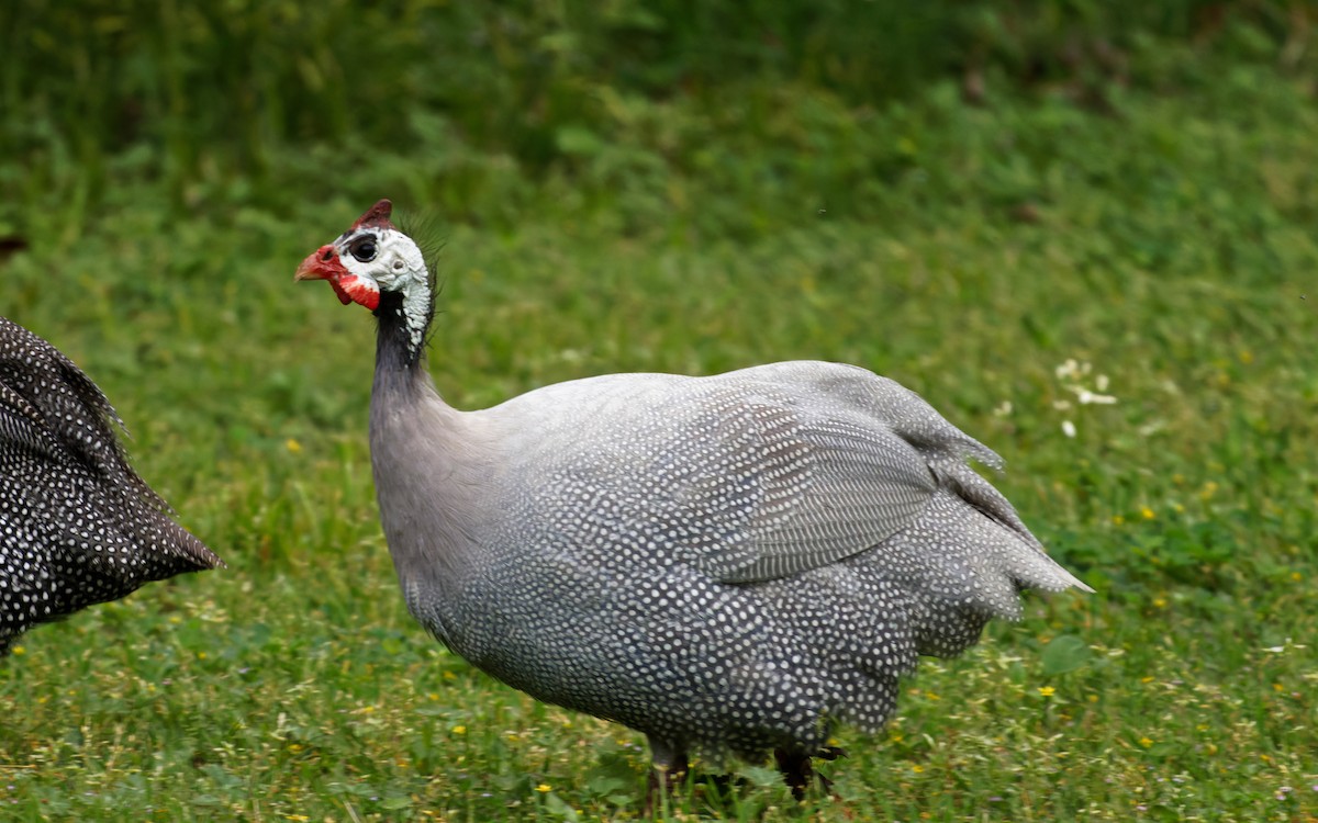 Helmeted Guineafowl (Domestic type) - Alex Cox