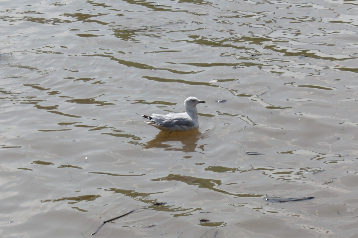 Ring-billed Gull - ML616180445