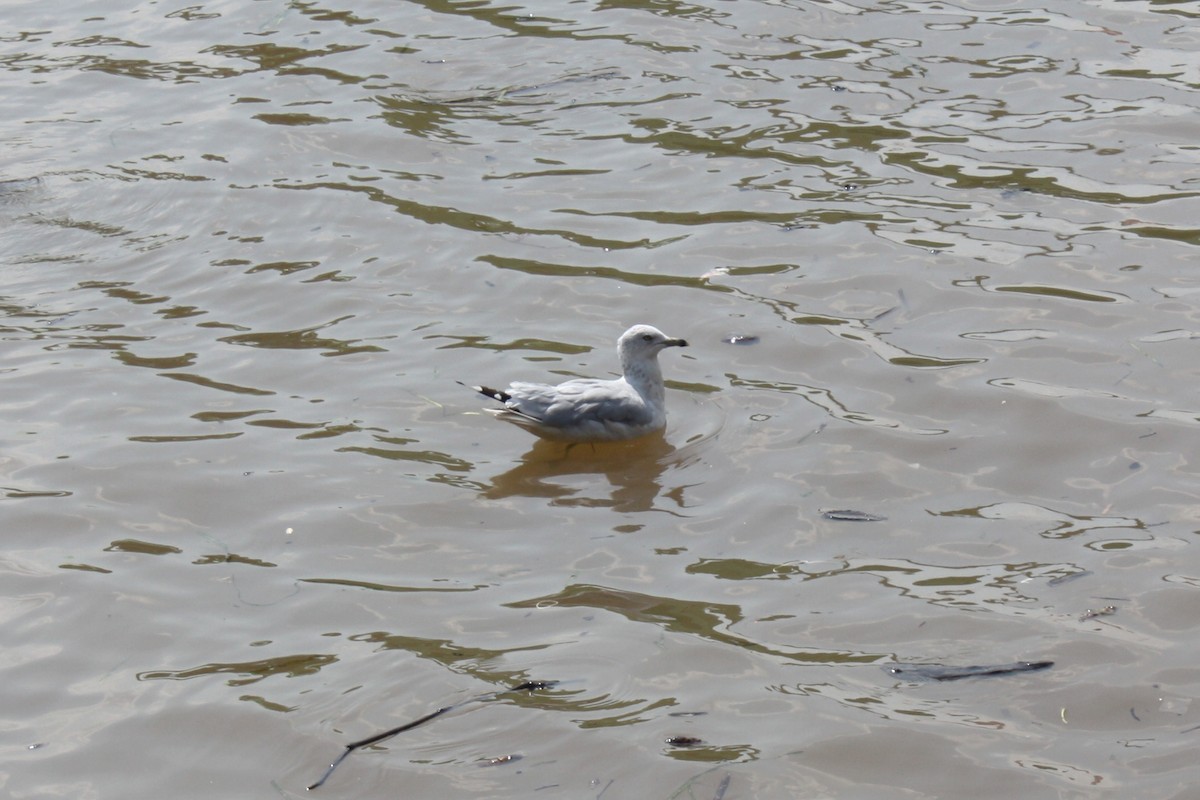 Gaviota de Delaware - ML616180445