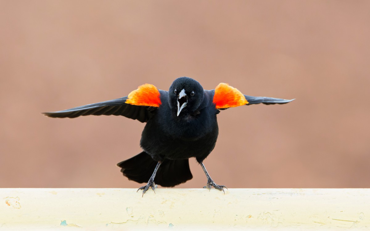 Red-winged Blackbird - ML616180503