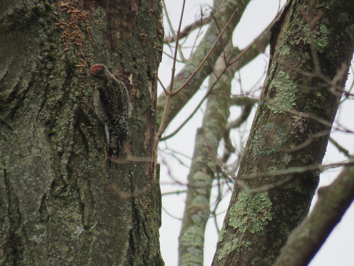 Yellow-bellied Sapsucker - ML616180532