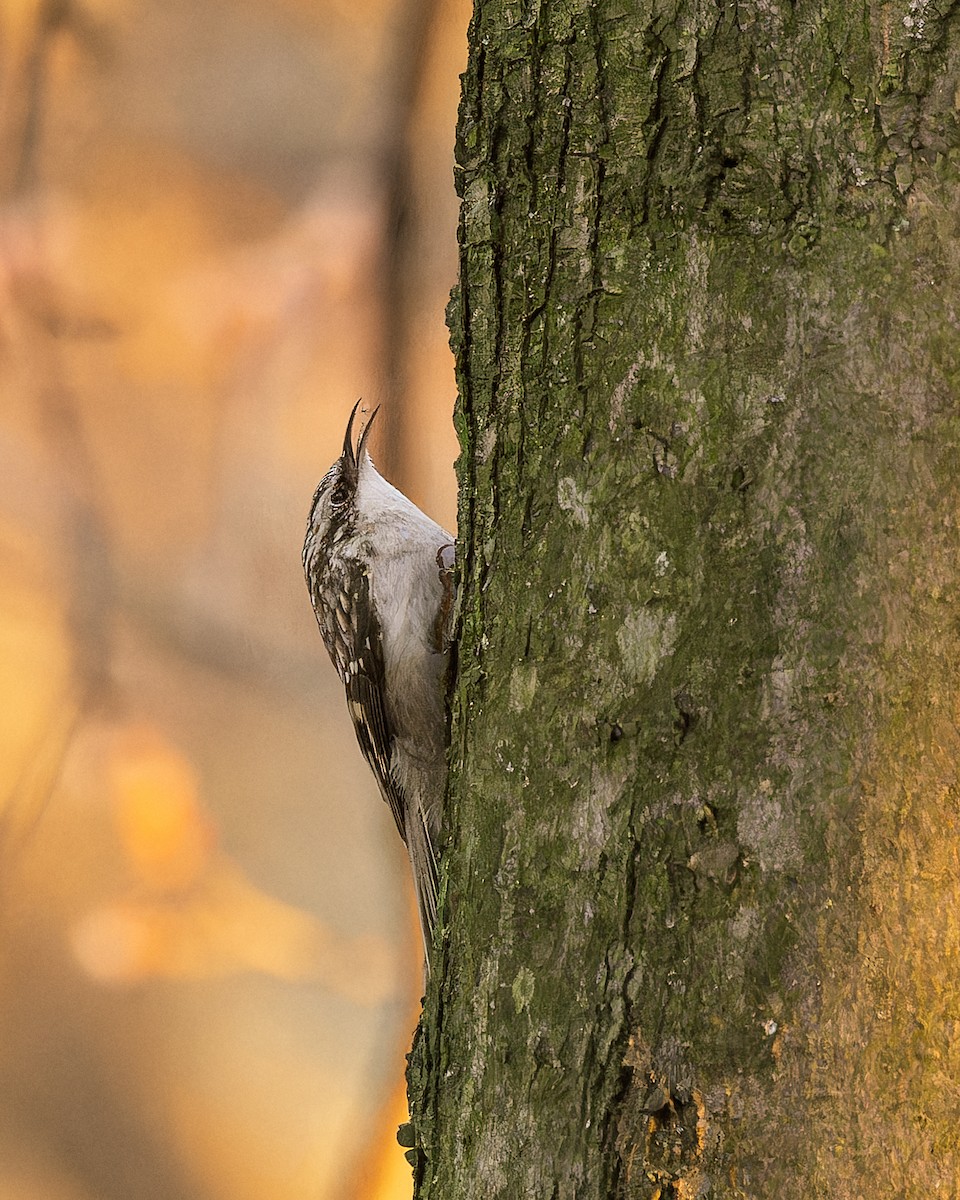 Brown Creeper - Peter Rosario