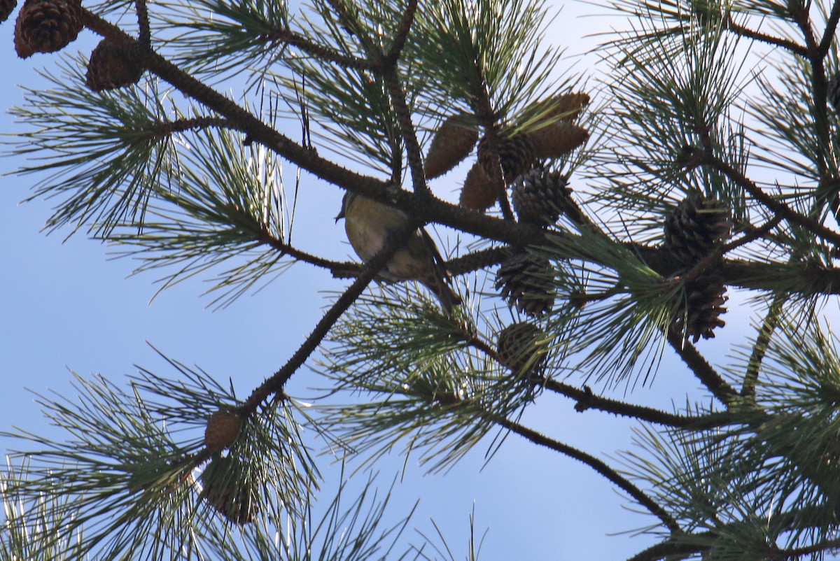 Red Crossbill - ML616180552