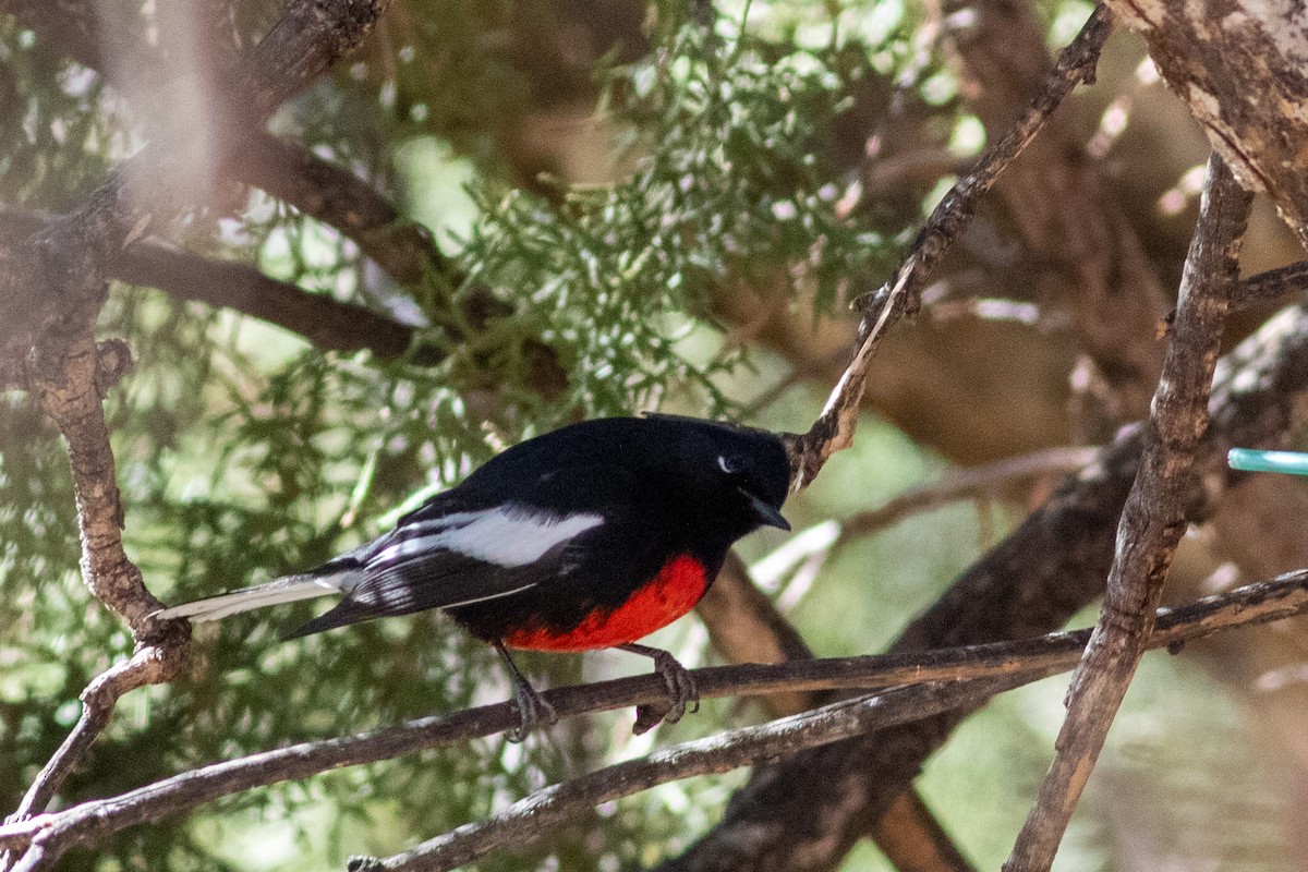 Painted Redstart - ML616180585