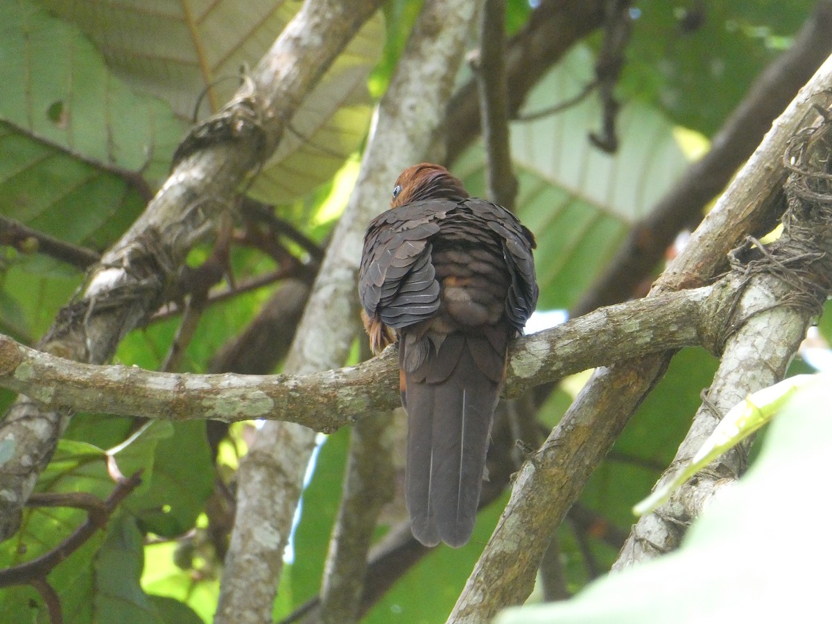 Little Cuckoo-Dove - ML616180611