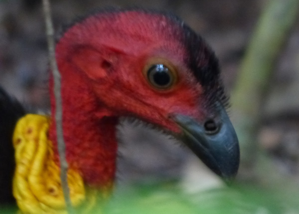 Australian Brushturkey - Andy Frank