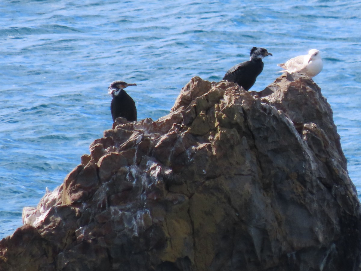 Cormoran de Temminck - ML616180669