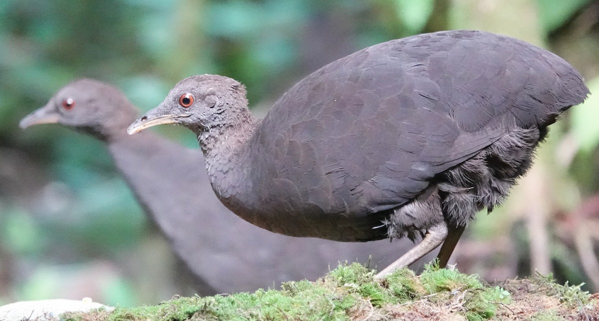 Cinereous Tinamou - Peter Blancher