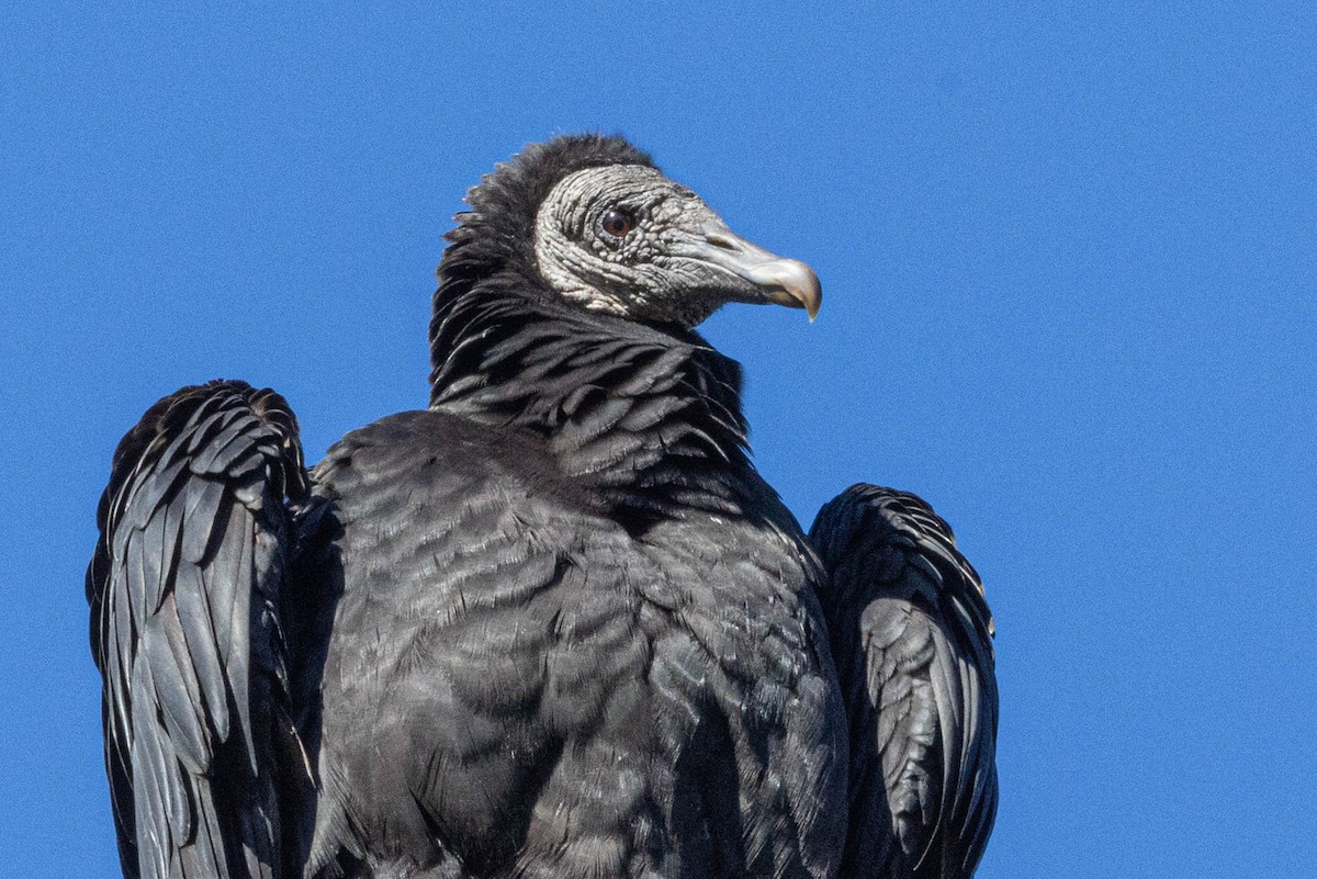 Black Vulture - Linda McNulty