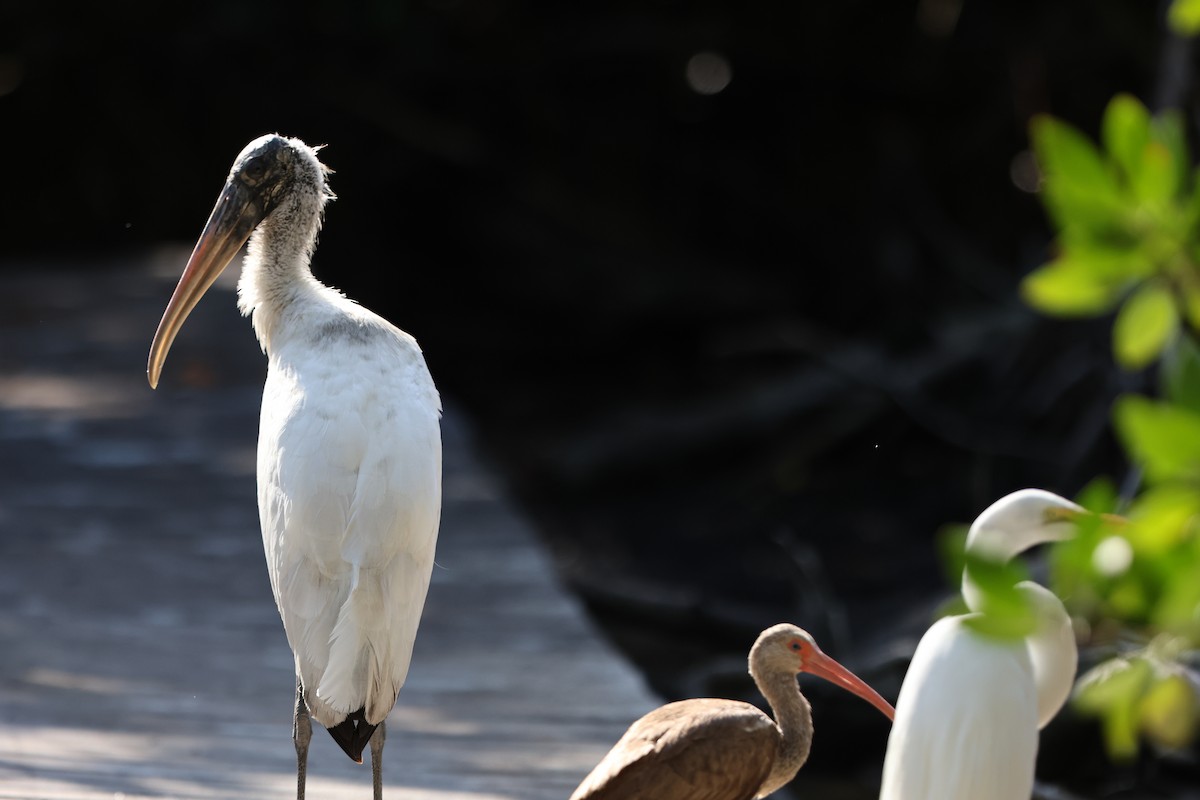 Wood Stork - ML616180757