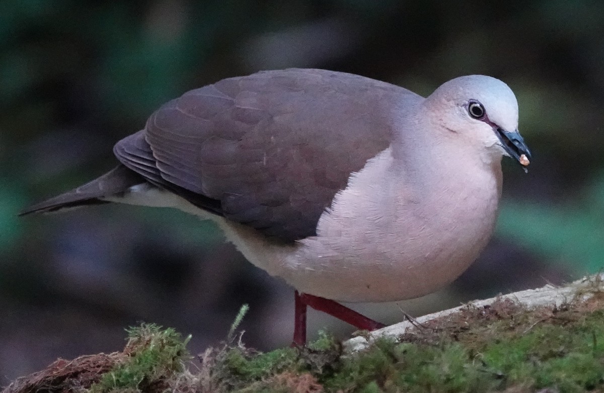 Gray-fronted Dove - ML616180767