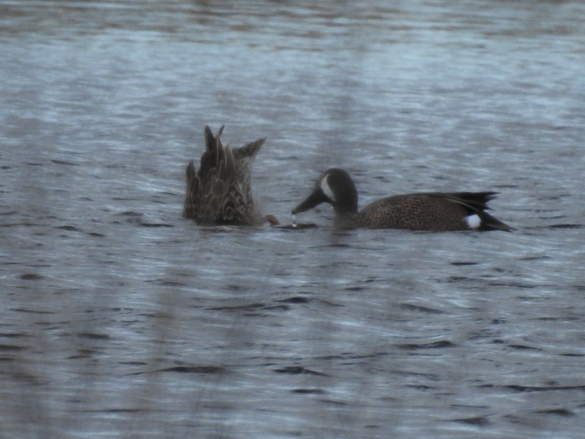 Blue-winged Teal - ML616180819