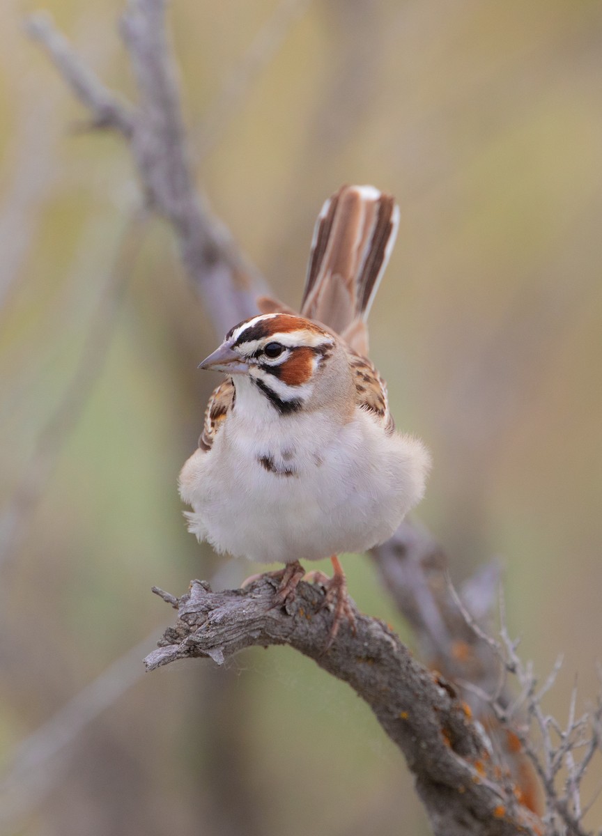 Lark Sparrow - Michelle Schreder