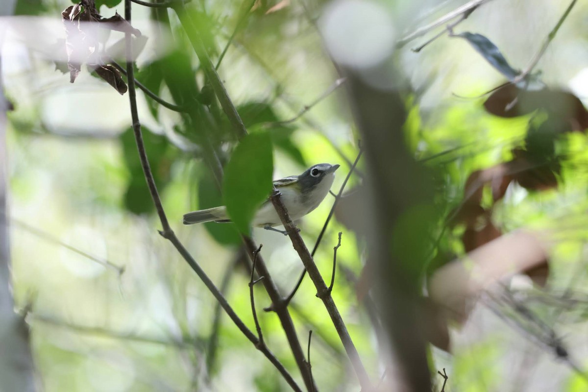 Blue-headed Vireo - ML616180845