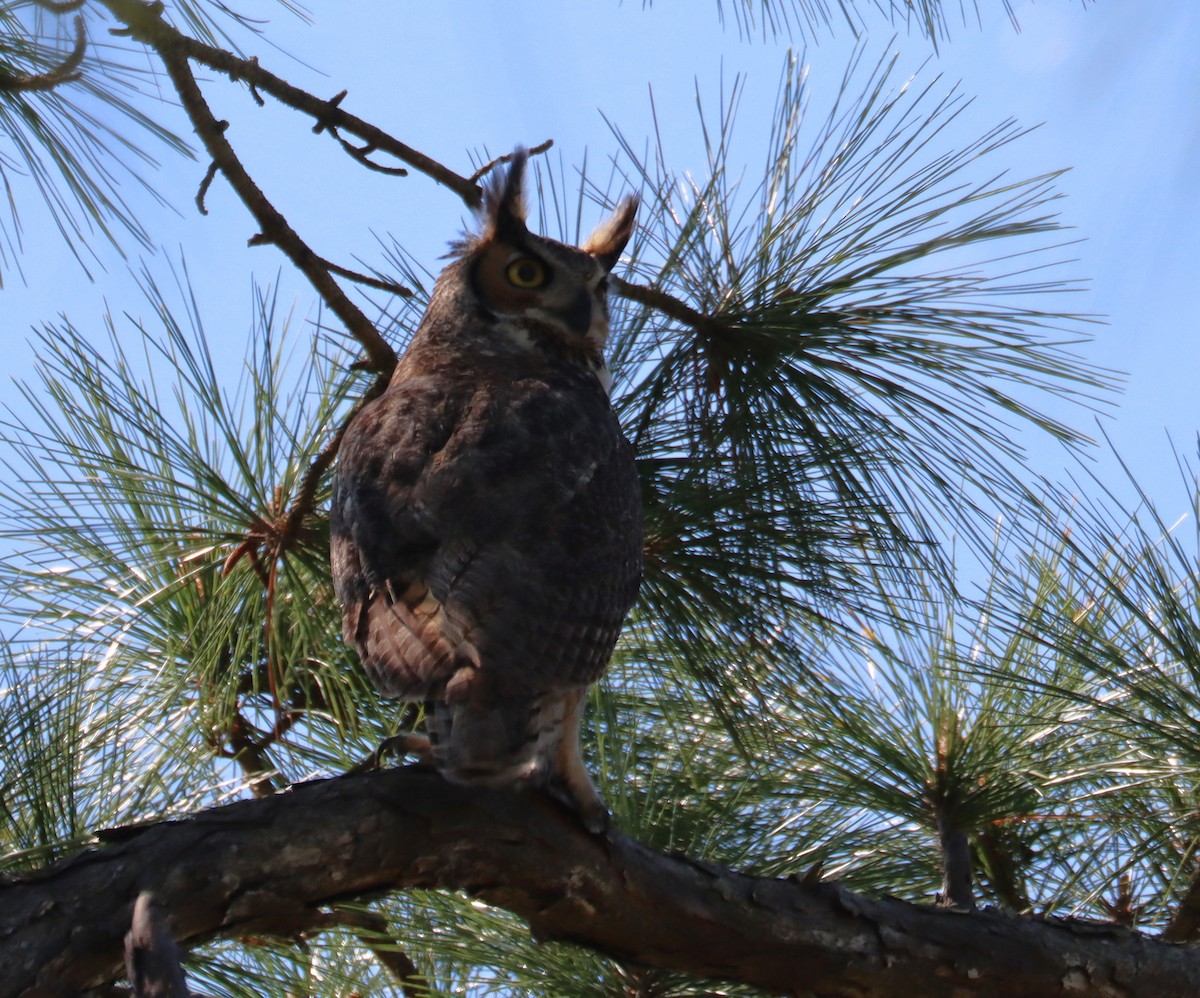 Great Horned Owl - ML616180852