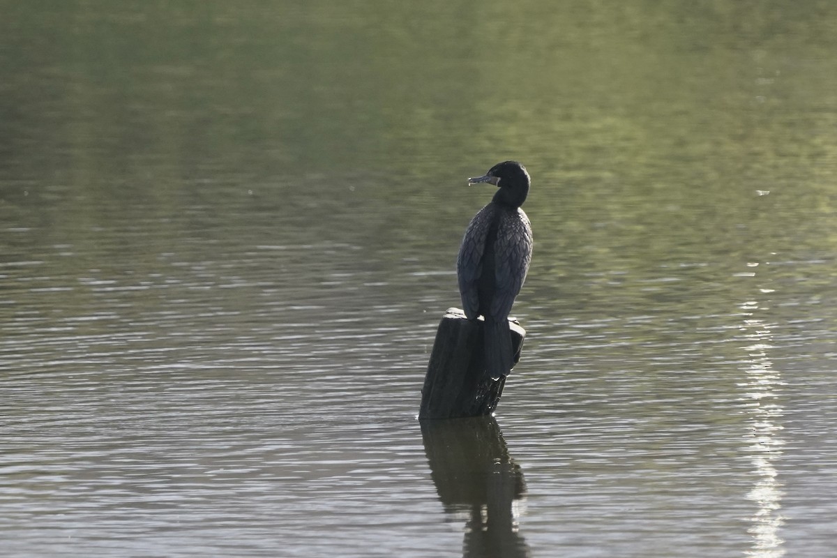 Neotropic Cormorant - ML616180856