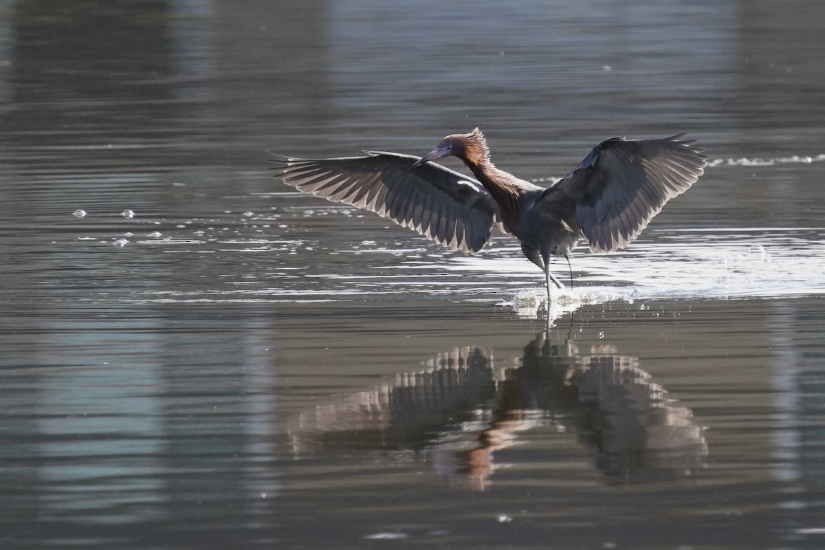 Reddish Egret - ML616180877