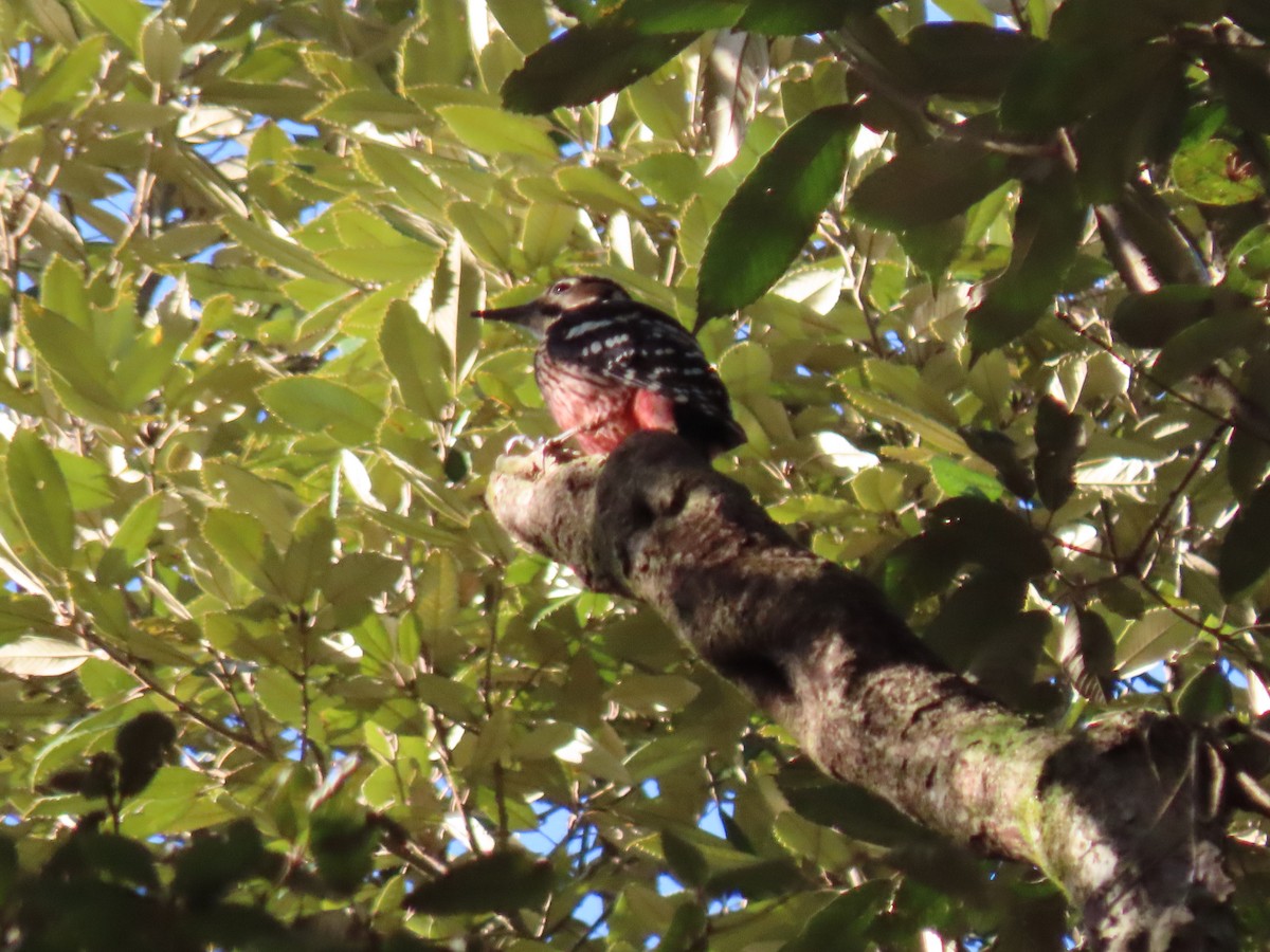 White-backed Woodpecker - Kyle Leader