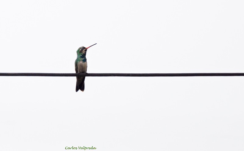 kolibřík lesklobřichý - ML616180922