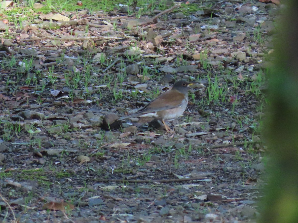 Pale Thrush - Kyle Leader