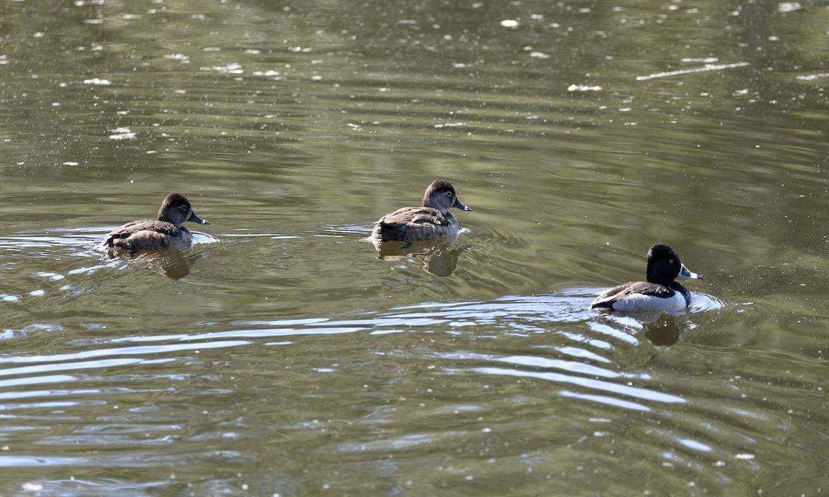 Ring-necked Duck - ML616180964