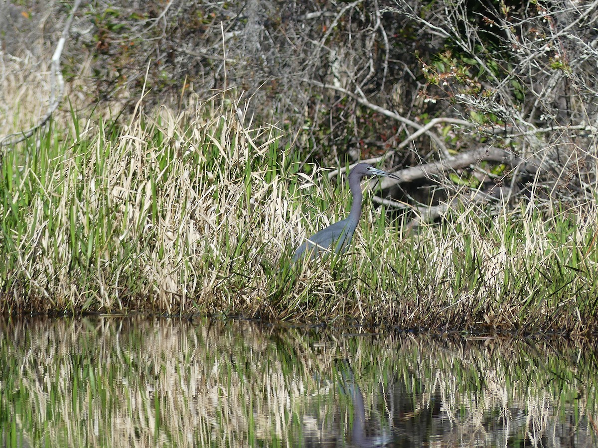 Little Blue Heron - ML616180977