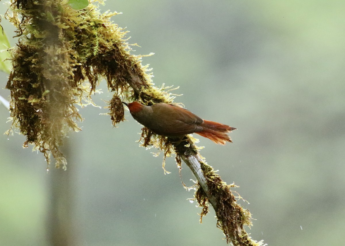 Red-faced Spinetail - ML616180982