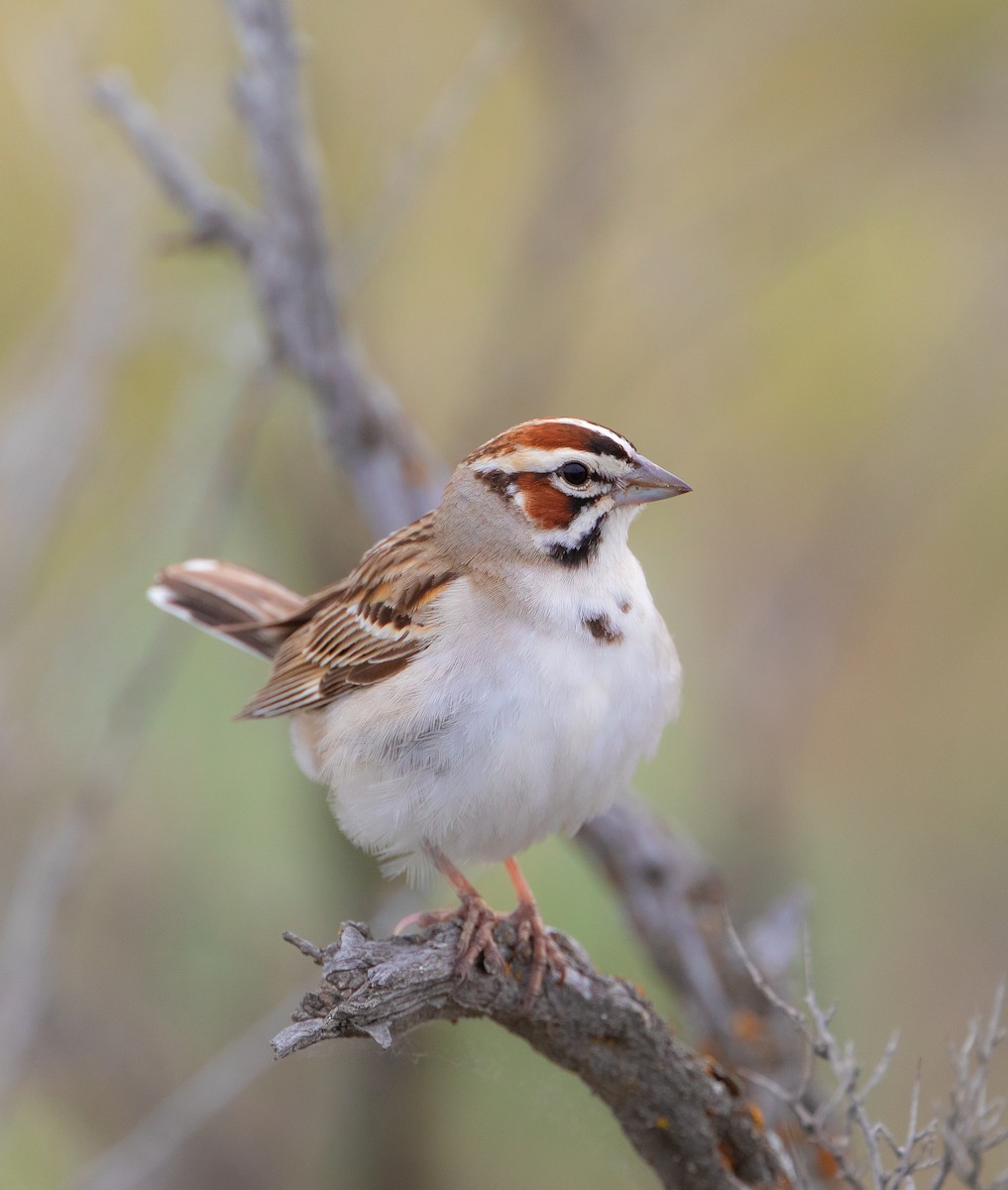 Lark Sparrow - Michelle Schreder