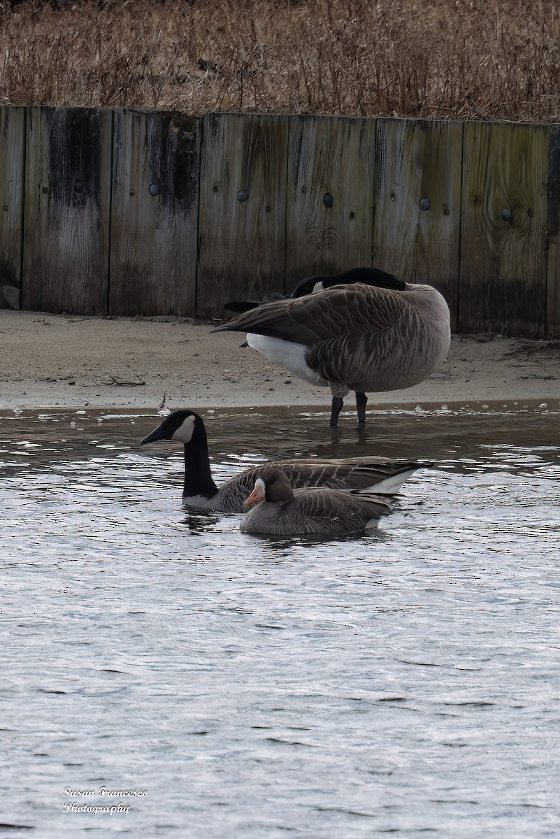 Greater White-fronted Goose - ML616181018