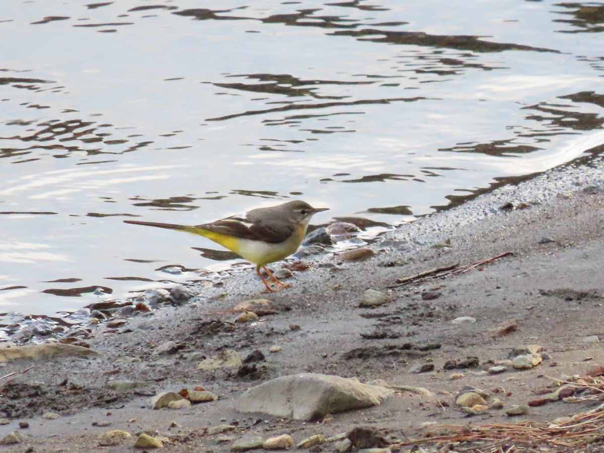 Gray Wagtail - Kyle Leader