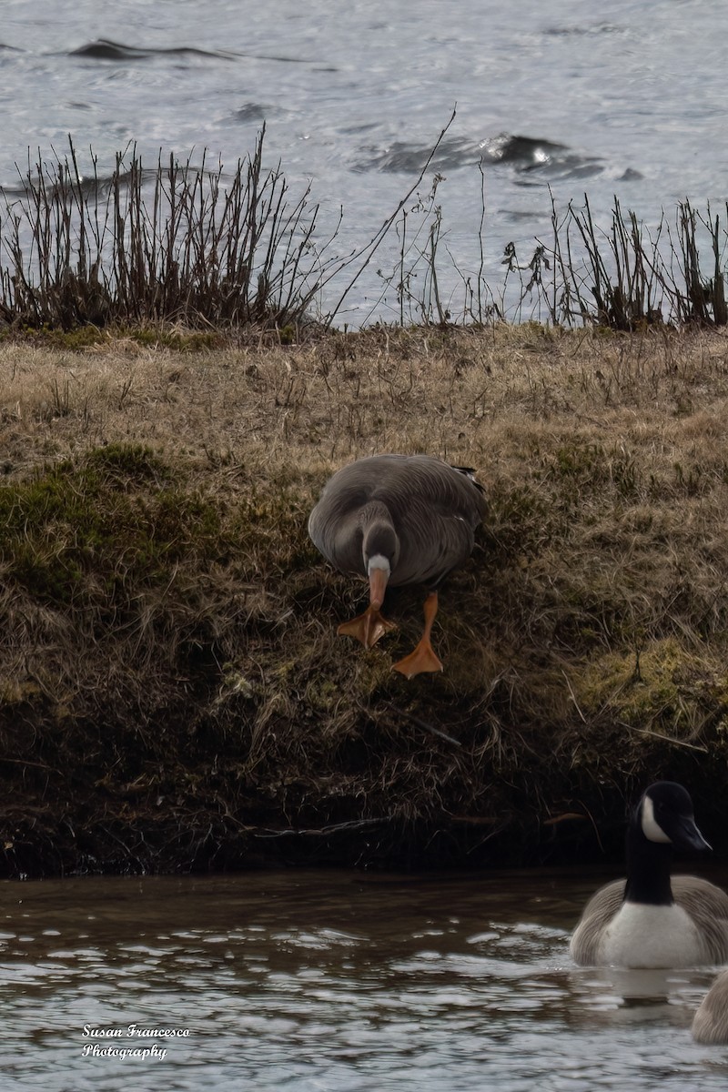 Greater White-fronted Goose - ML616181022