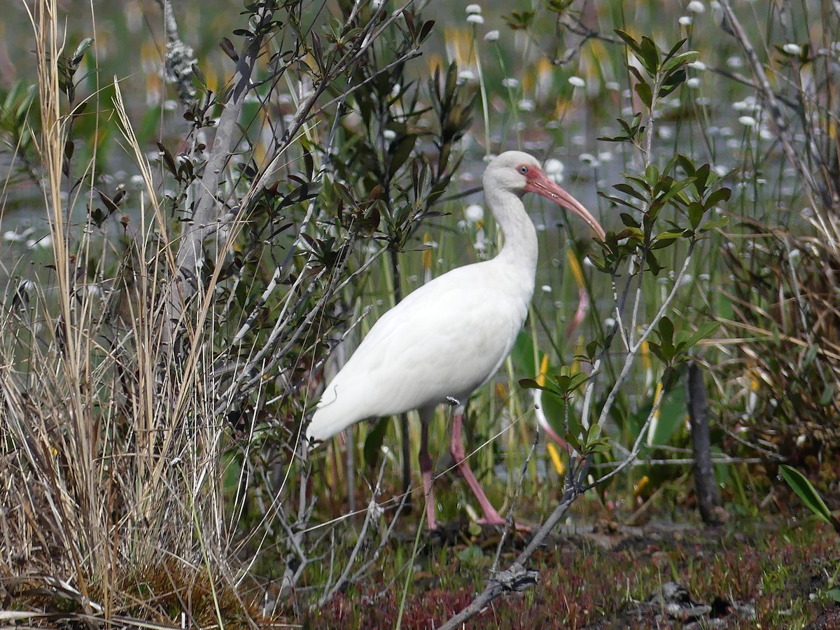 ibis bílý - ML616181041