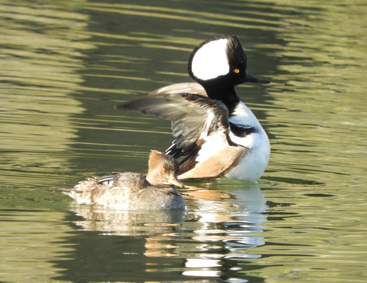 Hooded Merganser - ML616181076