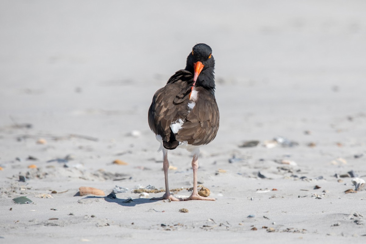 American Oystercatcher - ML616181083