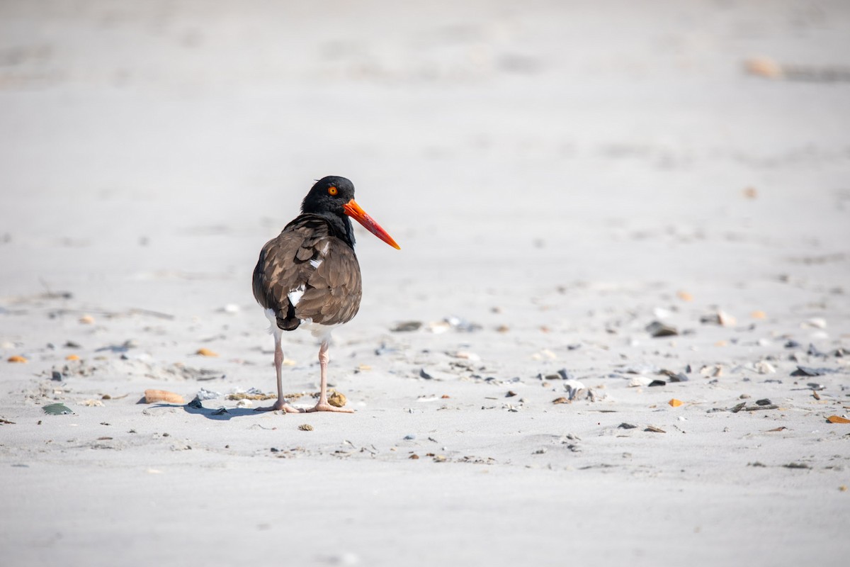 American Oystercatcher - ML616181084