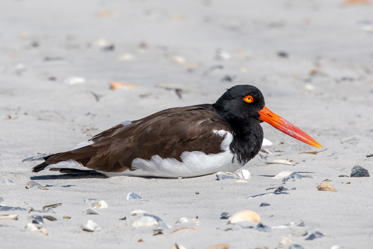 American Oystercatcher - ML616181087