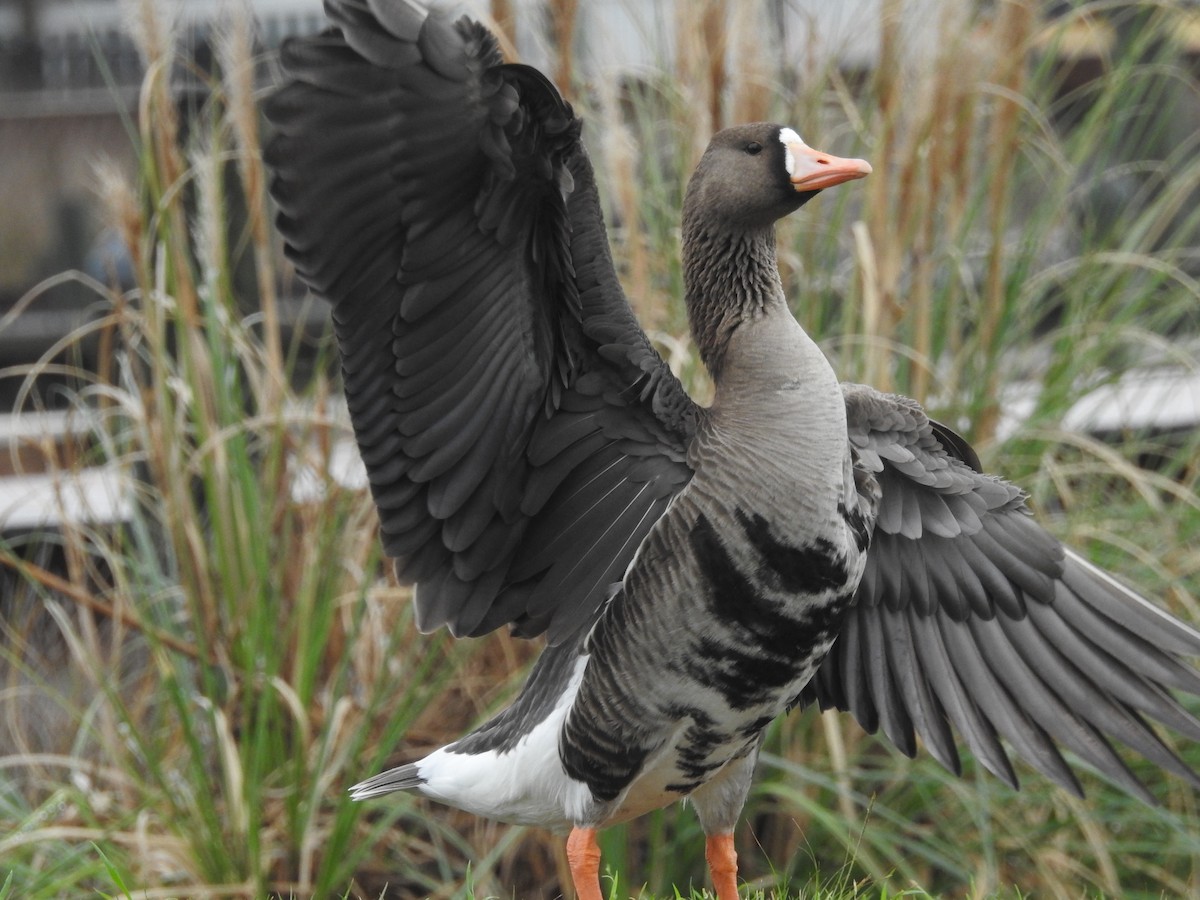 Greater White-fronted Goose - ML616181095