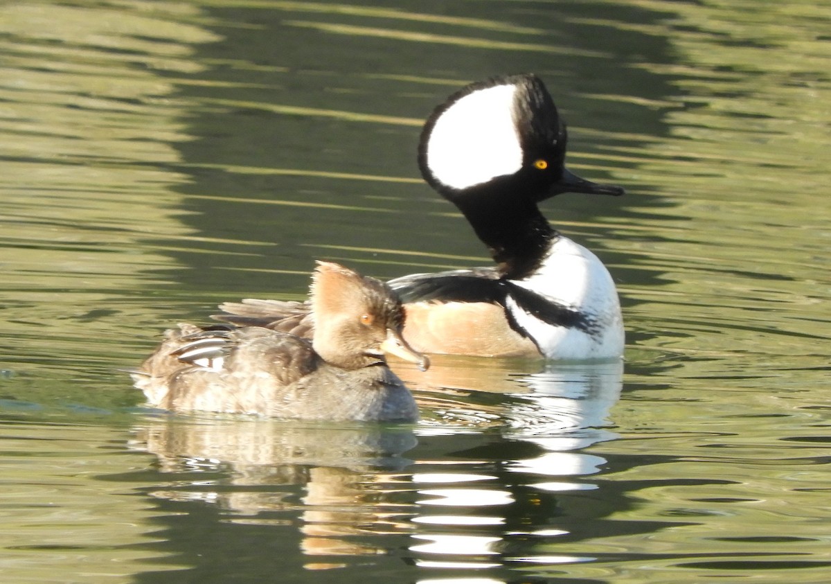 Hooded Merganser - ML616181099