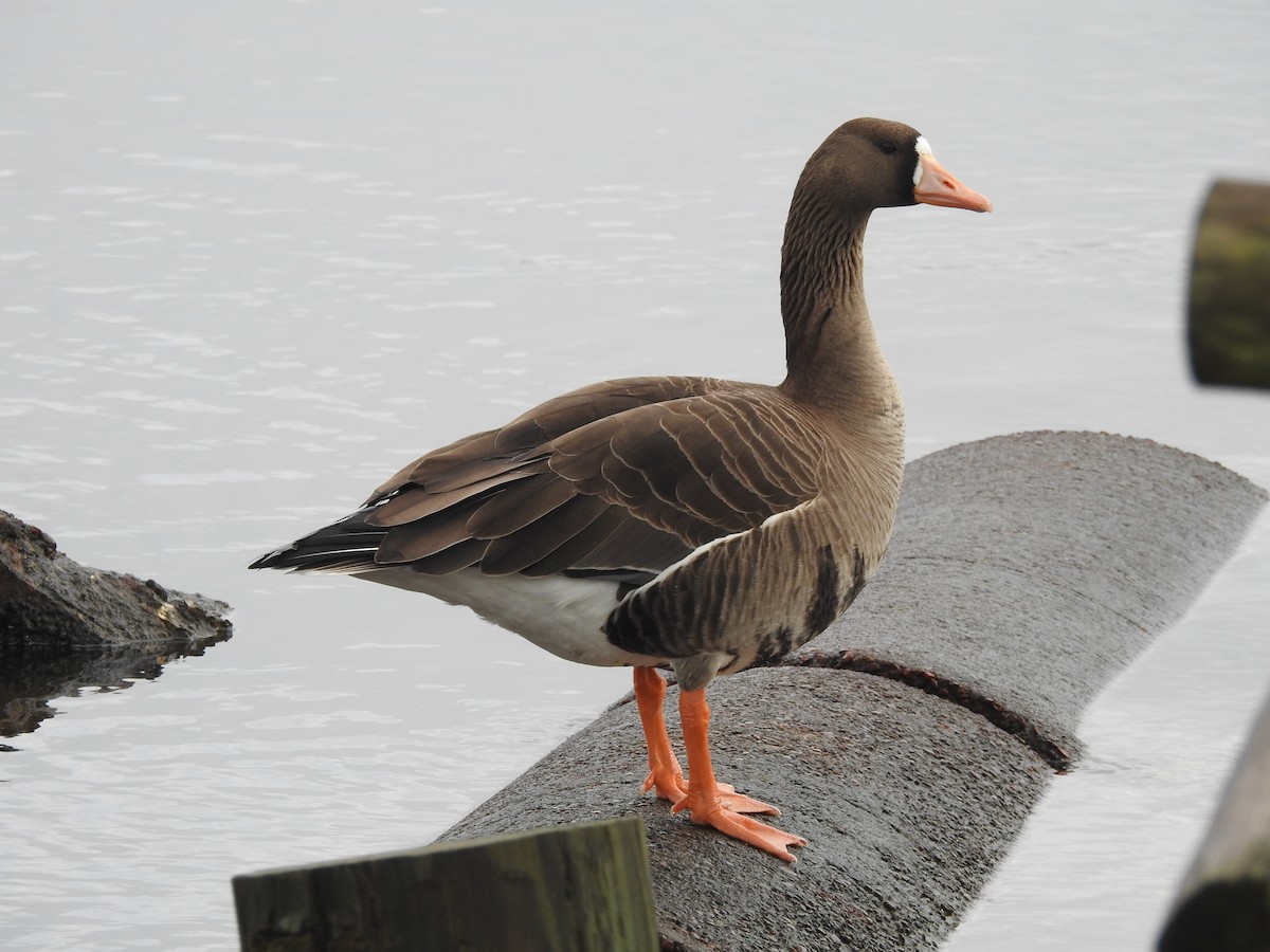 Greater White-fronted Goose - ML616181101