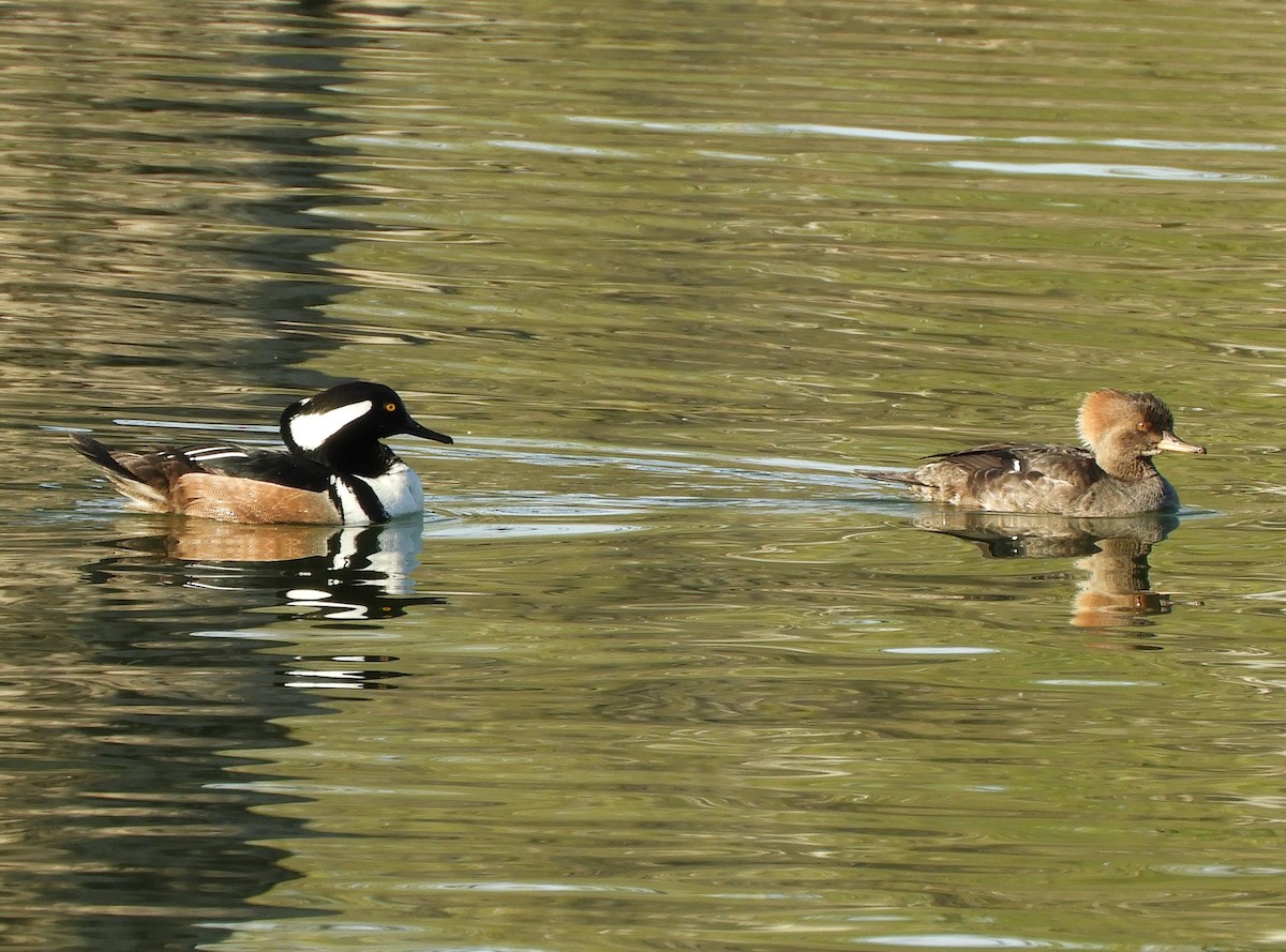 Hooded Merganser - ML616181109