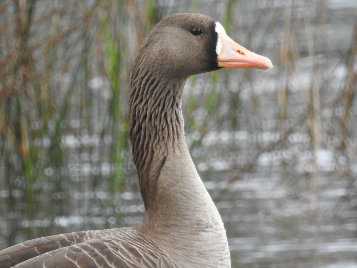 Greater White-fronted Goose - ML616181111