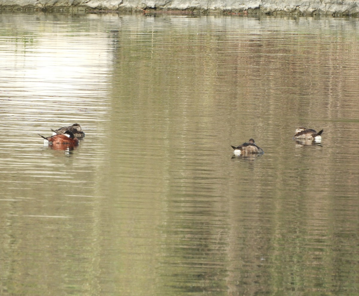 Ruddy Duck - ML616181130