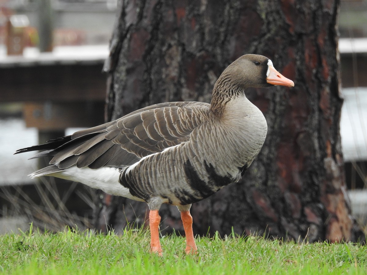 Greater White-fronted Goose - ML616181131