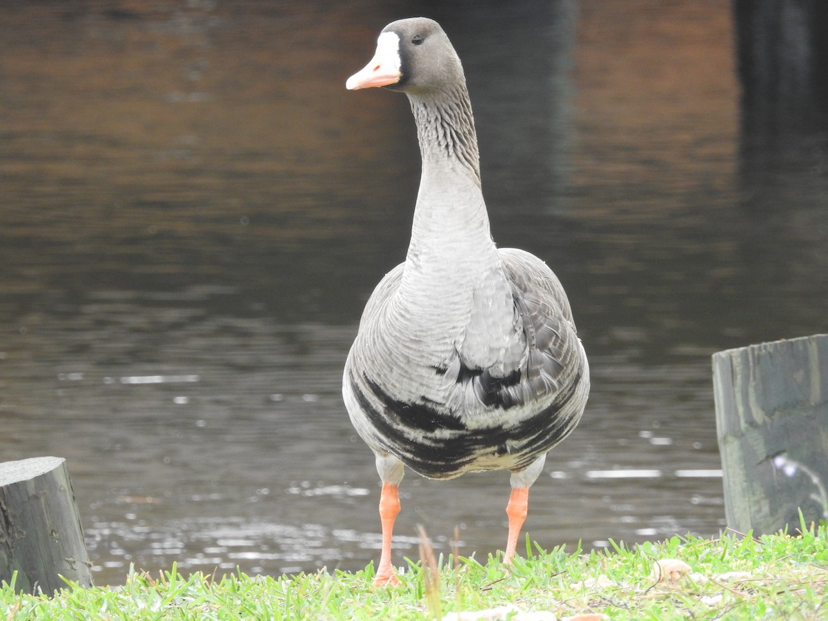 Greater White-fronted Goose - ML616181141