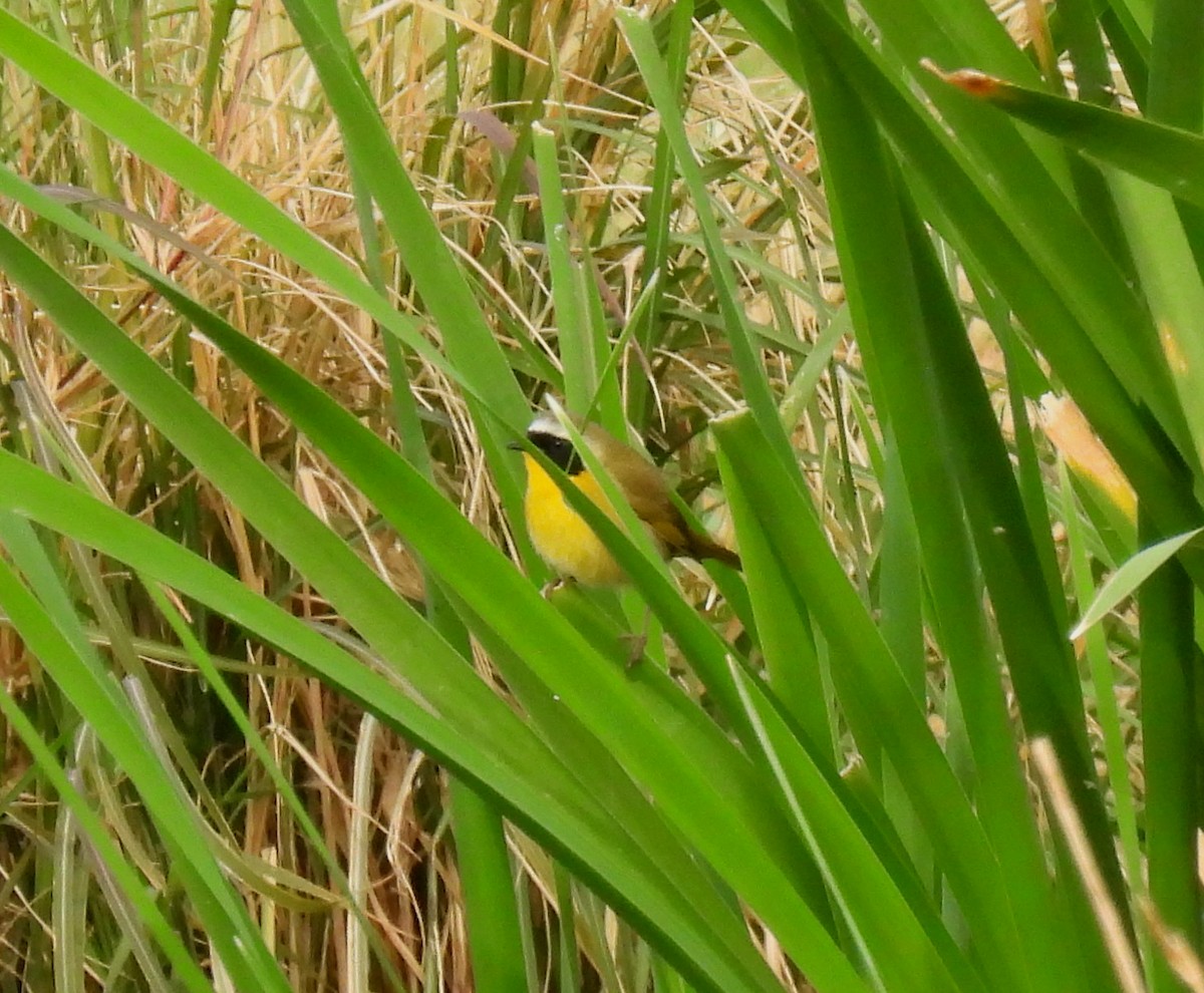 Paruline masquée - ML616181152