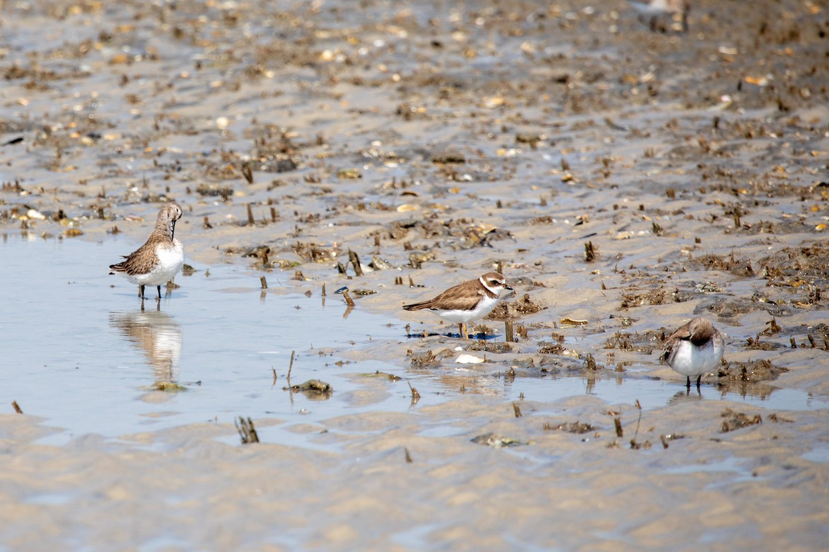 Semipalmated Plover - ML616181153