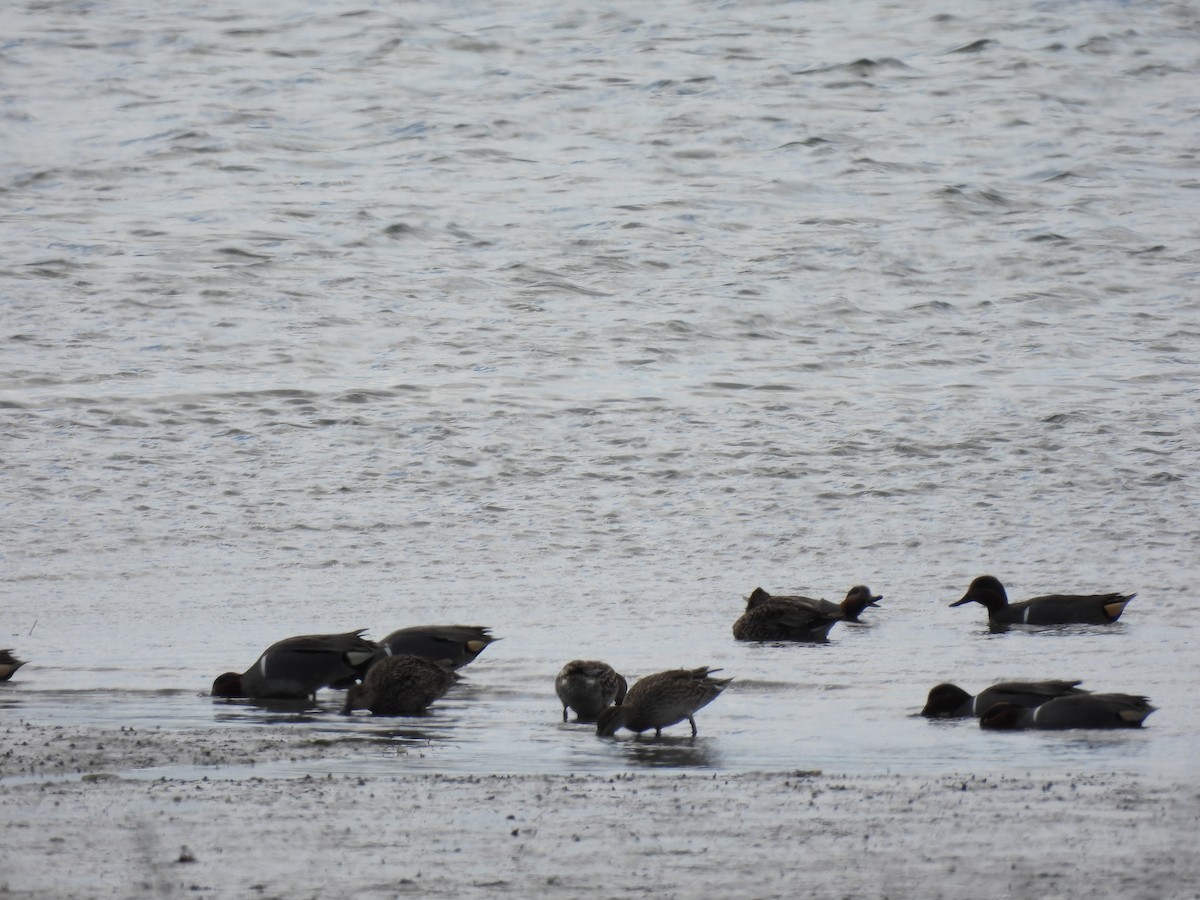 Green-winged Teal - ML616181176